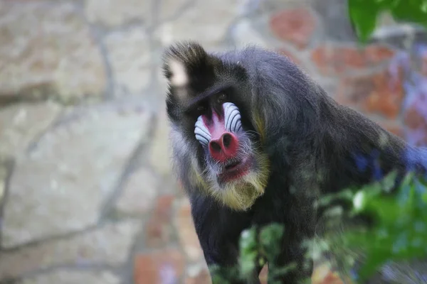 Mandrill. Monkey in zoo. — Stock Photo, Image