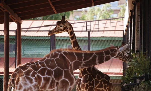 Два жирафа в зоопарке — стоковое фото
