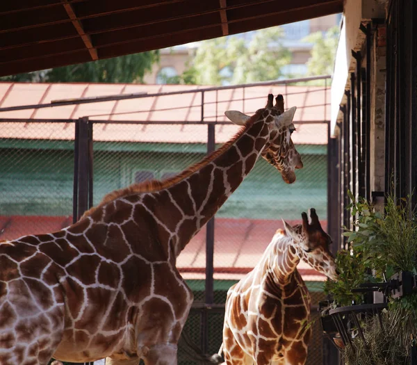 Dwa żyrafy w zoo — Zdjęcie stockowe