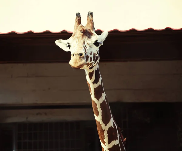 Сладкий жираф в зоопарке — стоковое фото