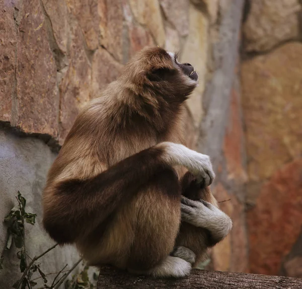 動物園のサルは — ストック写真