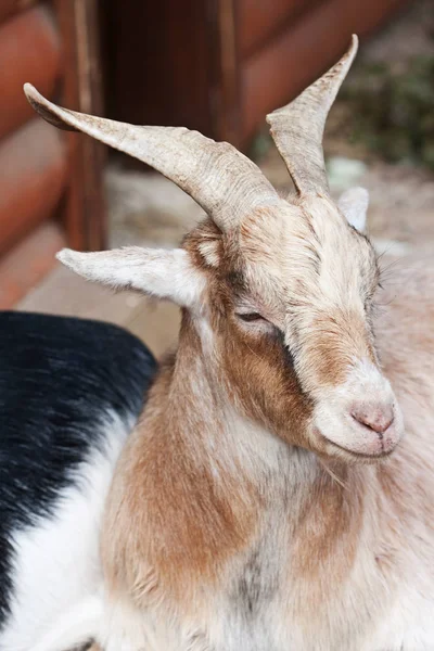 Beige goat close up — Stock Photo, Image