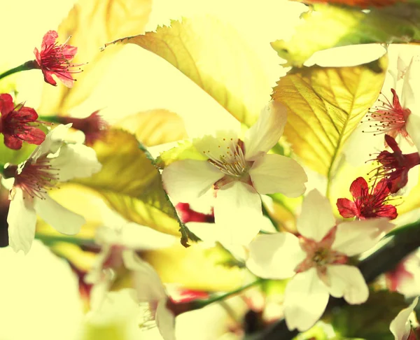 Fiore di ciliegio giapponese all'inizio della primavera — Foto Stock