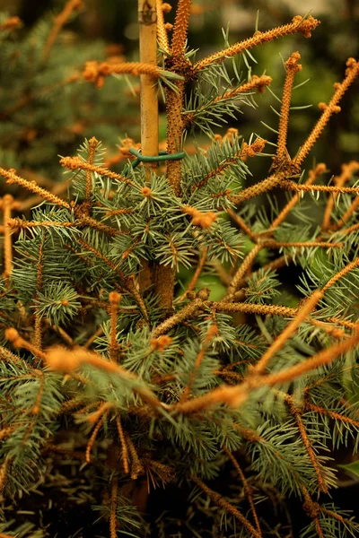 Semenzali di pino, abete rosso, abete rosso, sequoia e altre conifere in vaso in vivaio. — Foto Stock