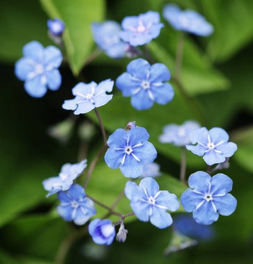 Leylak çiçeği çiçek güzel bir günde 