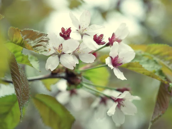 Fiore di ciliegio giapponese all'inizio della primavera — Foto Stock