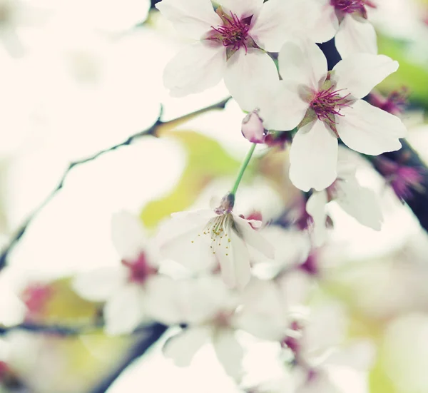 Japanska körsbärsblommor på vårvintern — Stockfoto