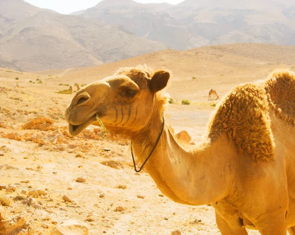 Camel close up — Stock Photo, Image