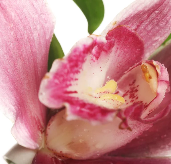Pembe orkide portre — Stok fotoğraf