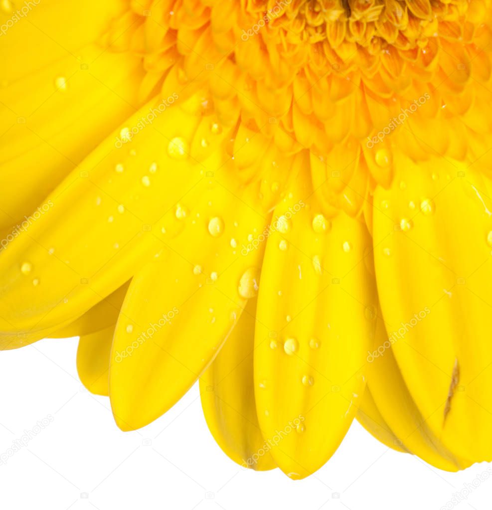 yellow gerber on white background 