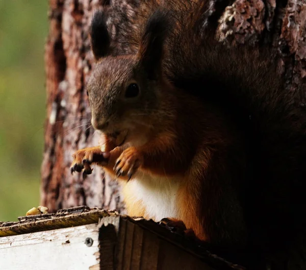 Squirrel sits on the feeder eats nuts — Stock Photo, Image