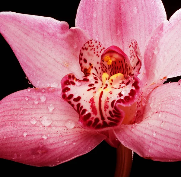 Flor de orquídea rosa sobre fondo negro — Foto de Stock