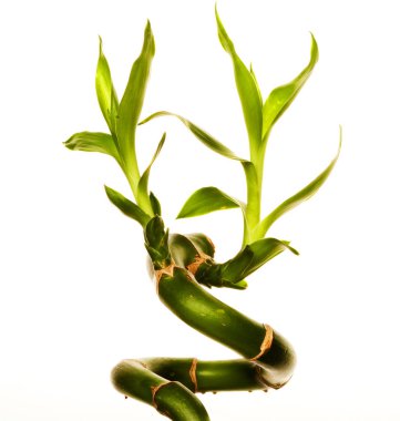 şanslı bambu yakın çekim