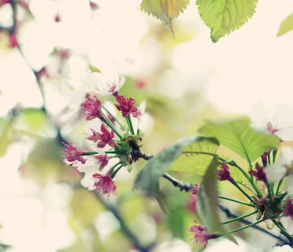 Japanska körsbärsblommor på vårvintern — Stockfoto