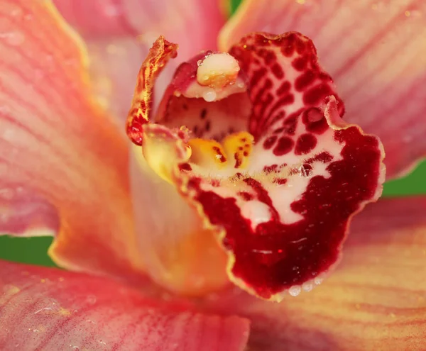 Orchidée rose. gros plan — Photo