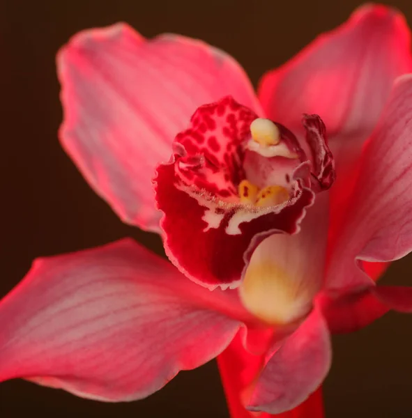 Flor de cerca — Foto de Stock