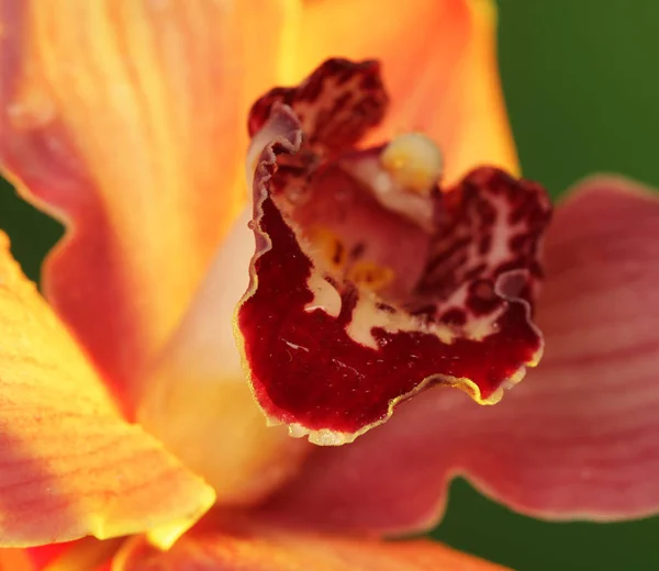 Blume aus nächster Nähe — Stockfoto