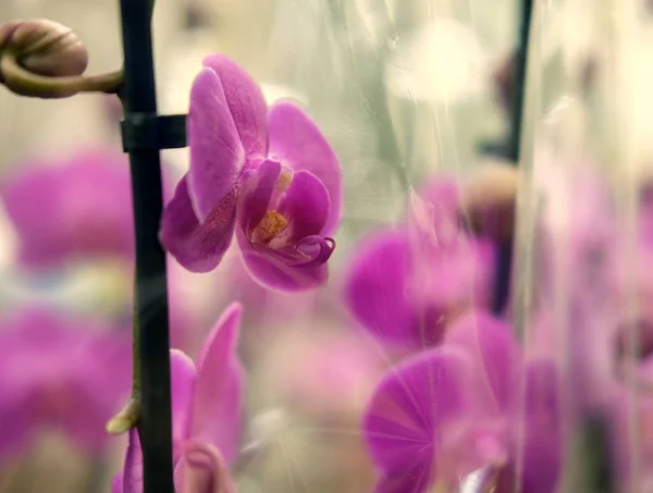 Orquídea rosa en una olla en la tienda —  Fotos de Stock