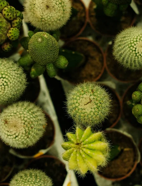 Různé typy zelených kaktusů v obchodě — Stock fotografie