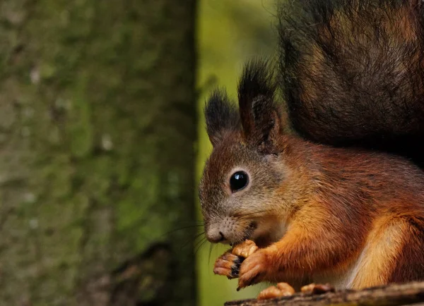 Wild red fluffy squirrel in the village eating nuts — Stock Photo, Image