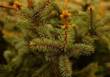 Çam fidanları, ladin, köknar, sekoya ve diğer kozalaklı ağaçlar bitkilerin fidanlığında saksıda..  