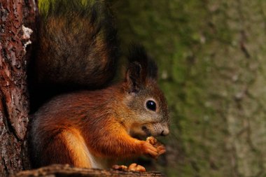 Köydeki vahşi kırmızı tüylü sincap fındık yiyor.