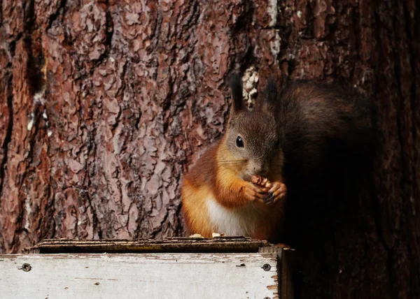 Squirrel sits on the feeder eats nuts — Stock Photo, Image