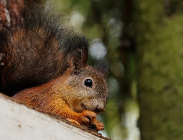 Squirrel sits on the feeder eats nuts — Stock Photo, Image