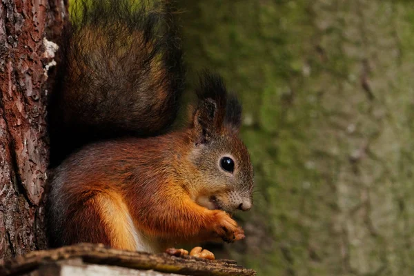 Wild red fluffy squirrel in the village eating nuts — Stock Photo, Image
