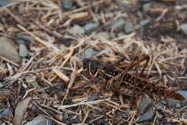 Kuru Çim çekirge, yakın yukarı