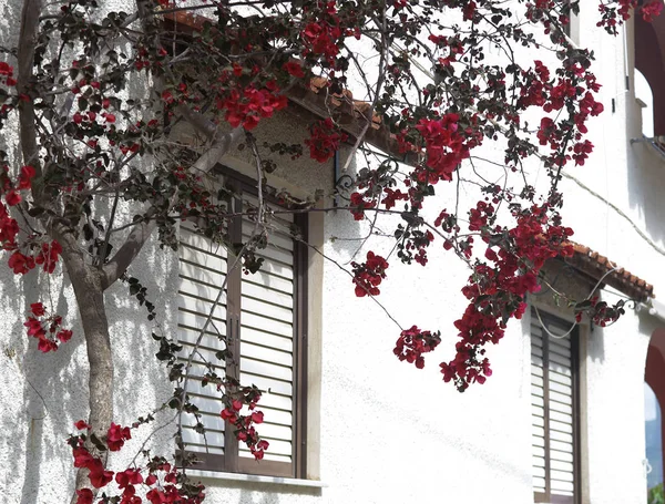 Κόκκινα λουλούδια σε ένα ανθοφορία δέντρο δίπλα σε ένα σπίτι βαμμένο λευκό, τυπικό ελληνικό. — Φωτογραφία Αρχείου
