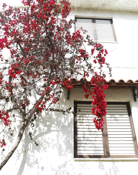 Fiori rossi su un albero fiorito accanto a una casa dipinta di bianco, tipico greco . — Foto Stock
