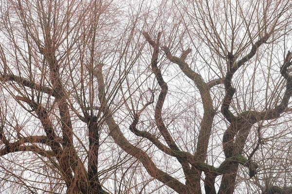 Stort träd utan löv på vintern mot en vit himmel — Stockfoto