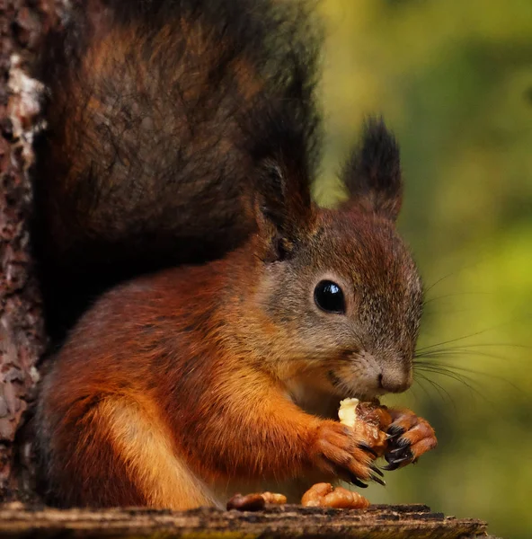 Wild red fluffy squirrel in the village eating nuts — Stock Photo, Image