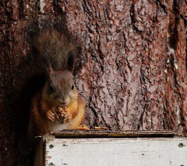 Squirrel sits on the feeder eats nuts — Stock Photo, Image