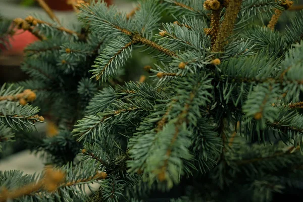 Çam fidanları, ladin, köknar, sekoya ve diğer kozalaklı ağaçlar bitkilerin fidanlığında saksıda..  