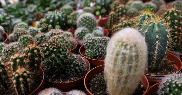 Diverse soorten groene cactus potten in de winkel — Stockfoto