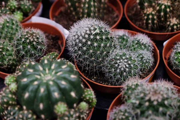 Diverse soorten groene cactus potten in de winkel — Stockfoto