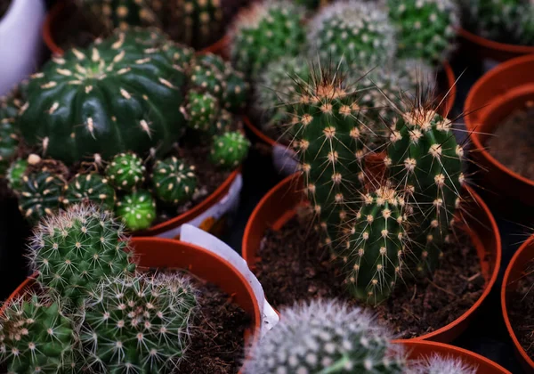 Různé typy zelených kaktusů v obchodě — Stock fotografie