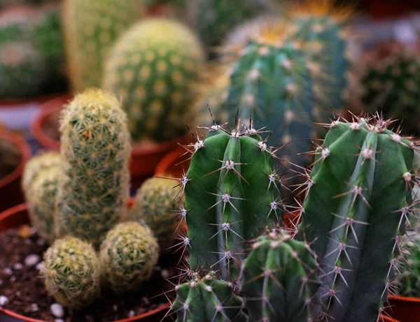 Diverse soorten groene cactus potten in de winkel — Stockfoto