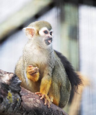 Hayvanat bahçesindeki küçük sincap, yaz zamanı.