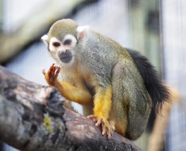 Scimmietta scoiattolo nello zoo, ora esatta — Foto Stock