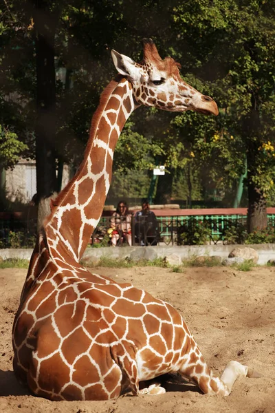 Jovem girafa no zoológico descansando sob o sol de verão . — Fotografia de Stock