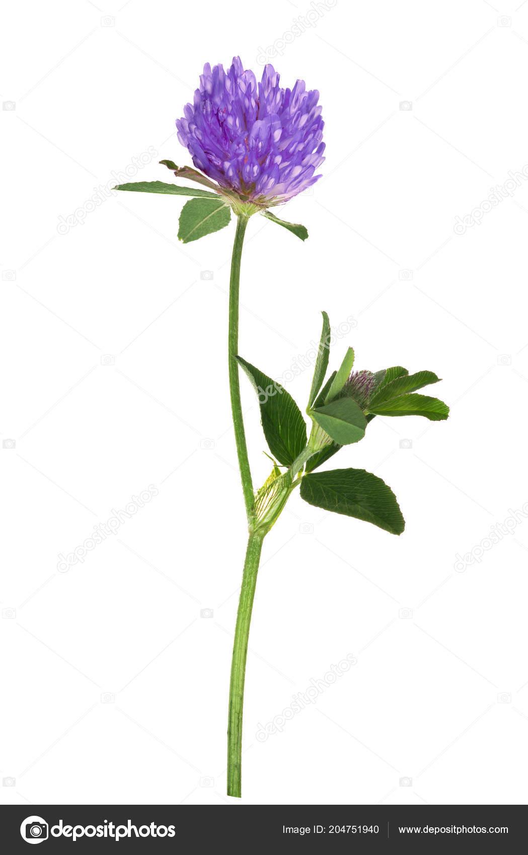 Get Wallpaper Clover flower For iPhone Free Wallpaper Clover flower For iPhone