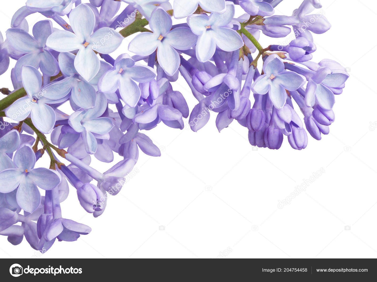 在白色背景查出的轻丁香花角落 图库照片 C Dr Pas 在白色背景查出的轻丁香花角落 图库照片 C Dr Pas