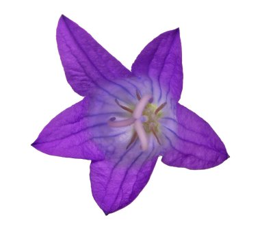 Beyaz arka plan üzerinde izole bellflower Yayilim