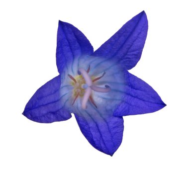 Beyaz arka plan üzerinde izole bellflower Yayilim