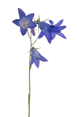 Beyaz arka plan üzerinde izole bellflower Yayilim