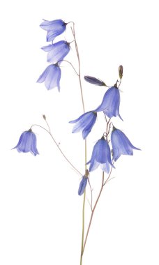 Beyaz arka plan üzerinde izole orman bellflower