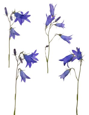 Beyaz arka planda izole çanlar yayma